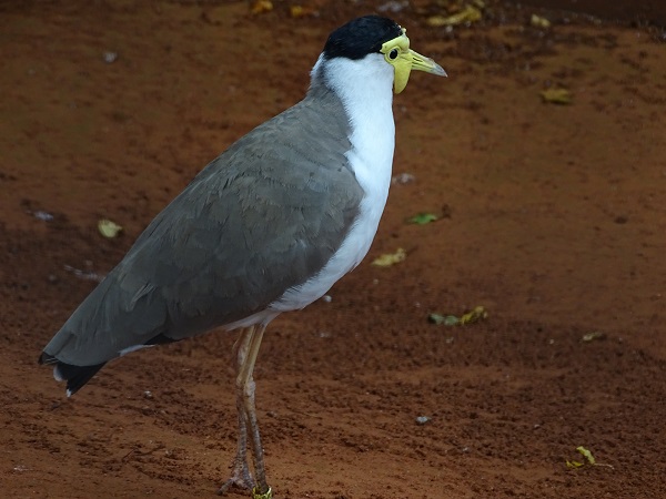 Masked lapwing (Vanellus miles) (07/22)