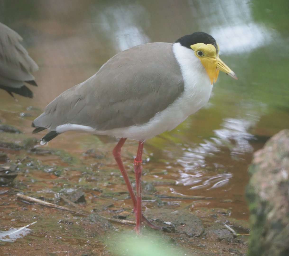 Masked lapwing (Vanellus miles), 2021-07-03
