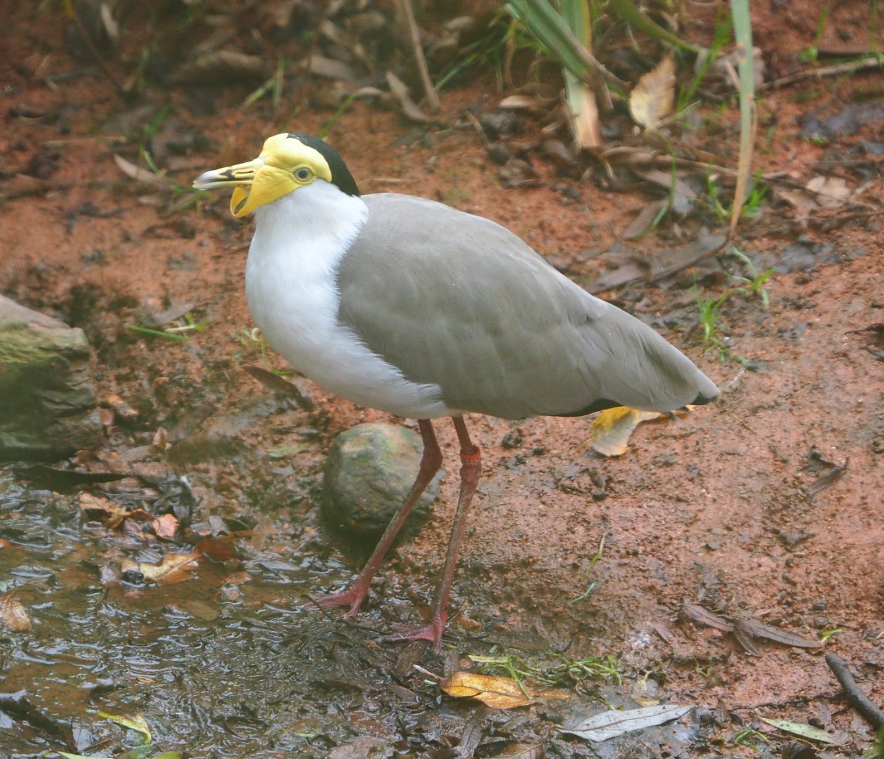 Masked lapwing (Vanellus miles), 2021-11-06