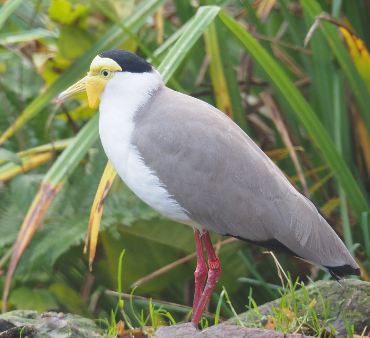 Masked lapwing (Vanellus miles), 2021-11-23