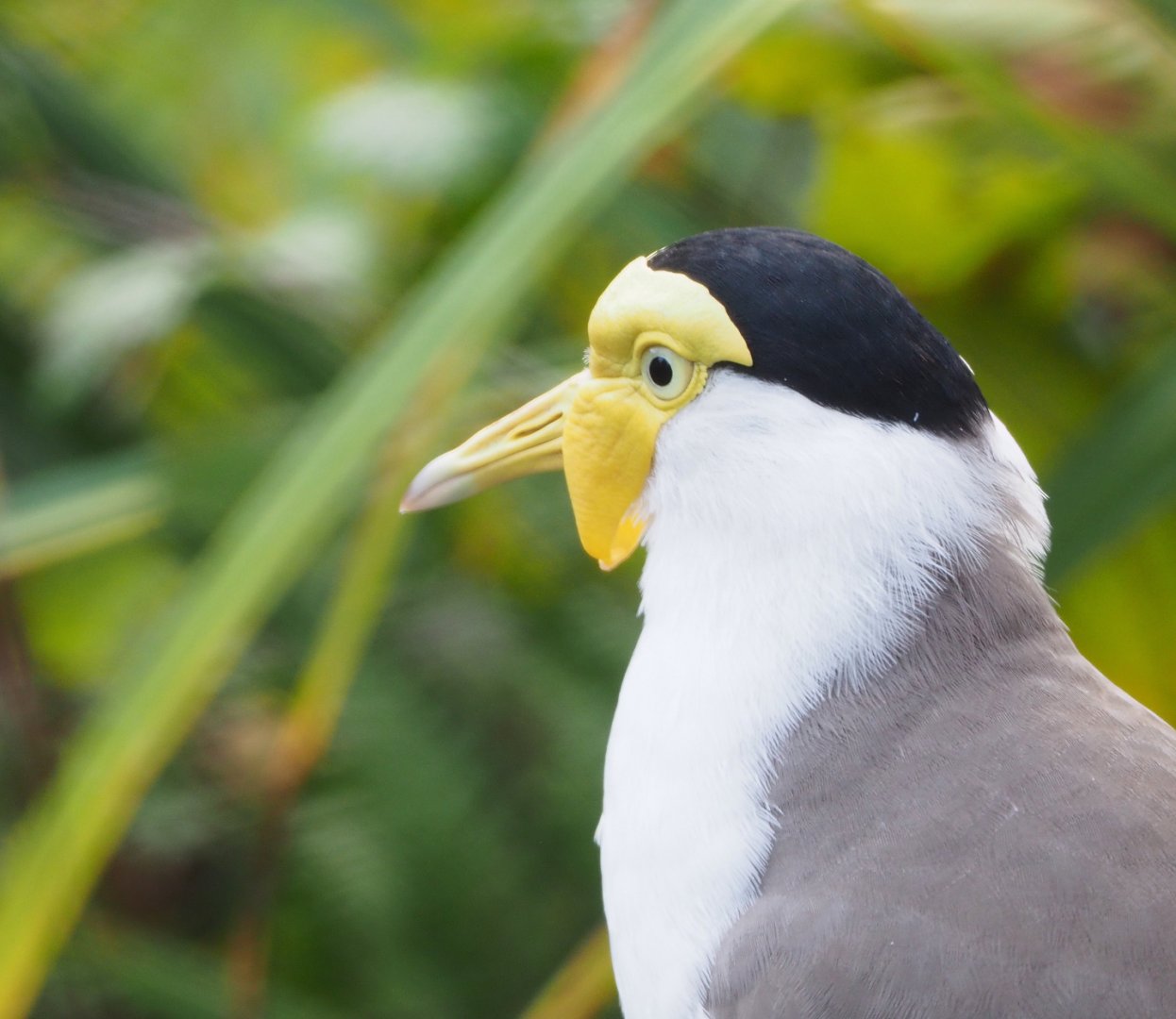 Masked lapwing (Vanellus miles), 2021-11-23