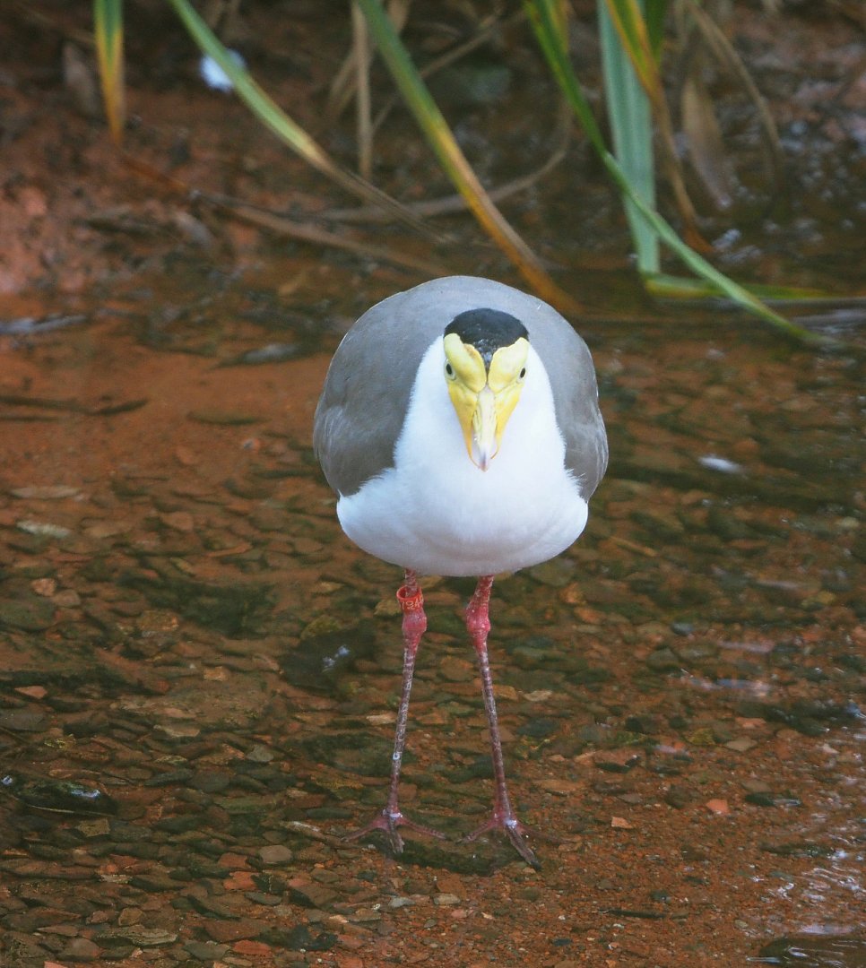 Masked lapwing (Vanellus miles), 2021-12-22