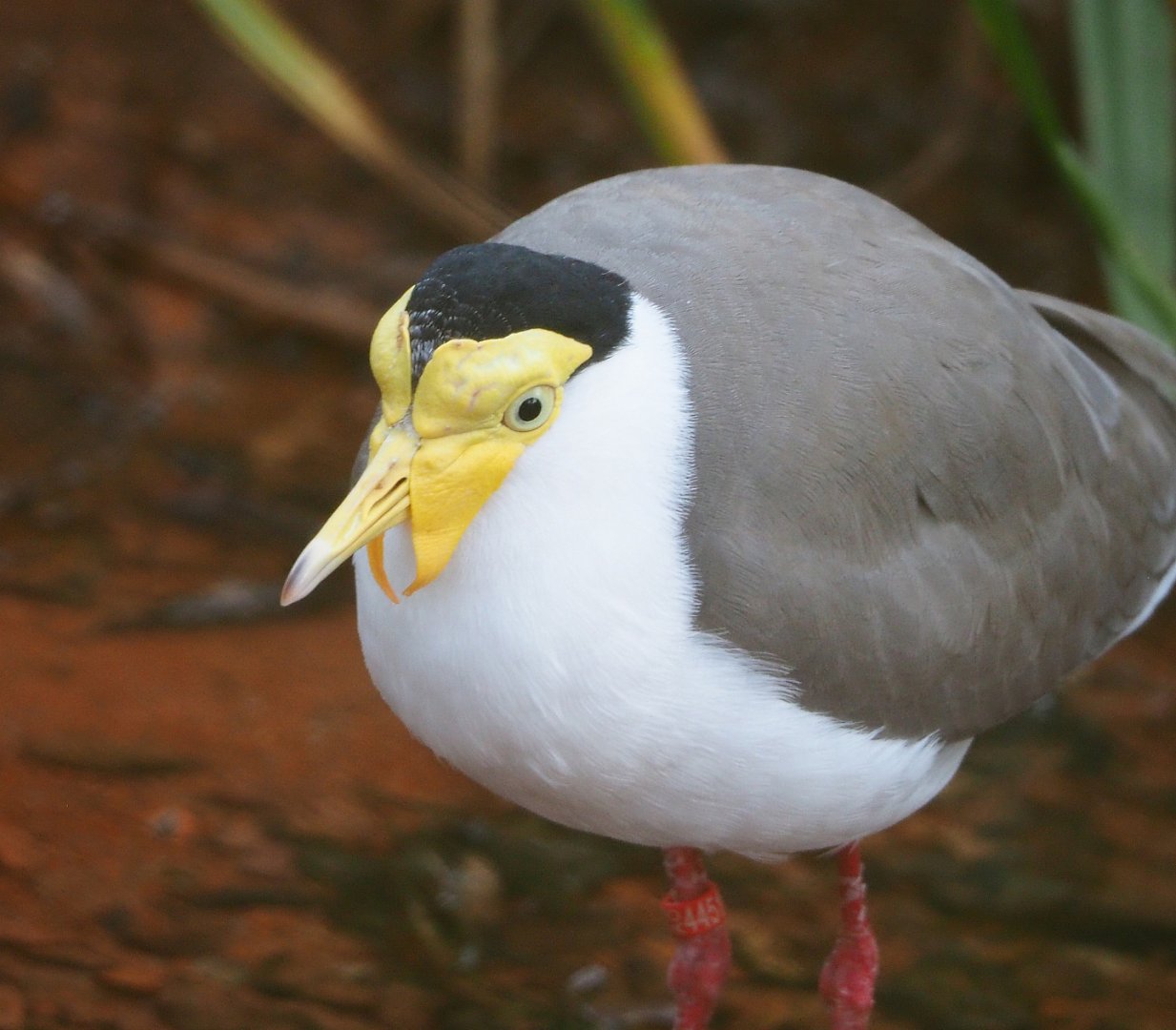 Masked lapwing (Vanellus miles), 2021-12-22