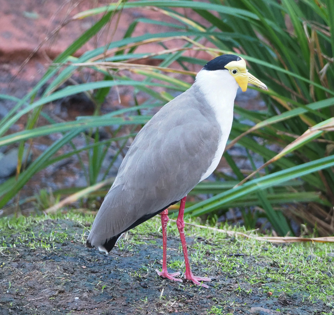 Masked lapwing (Vanellus miles), 2022-01-02