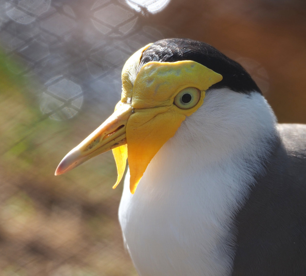 Masked lapwing (Vanellus miles), 2022-04-12
