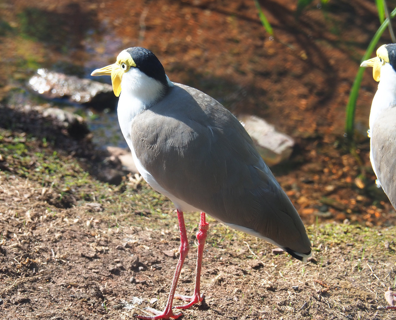 Masked lapwing (Vanellus miles), 2022-05-28