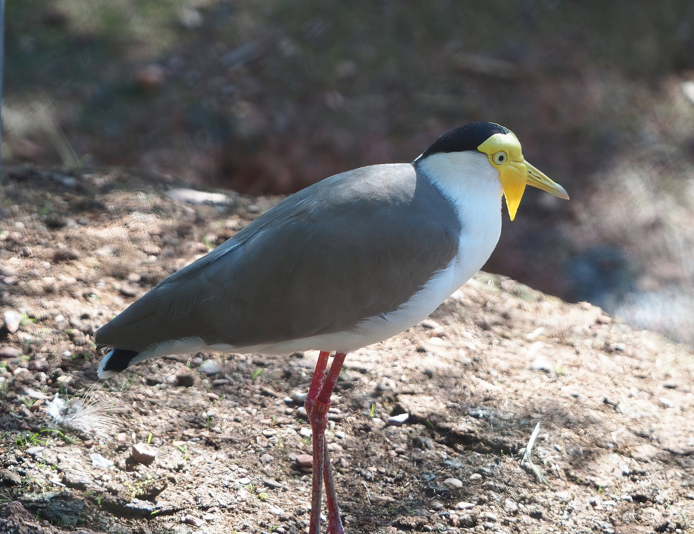 Masked lapwing (Vanellus miles), 2022-06-15