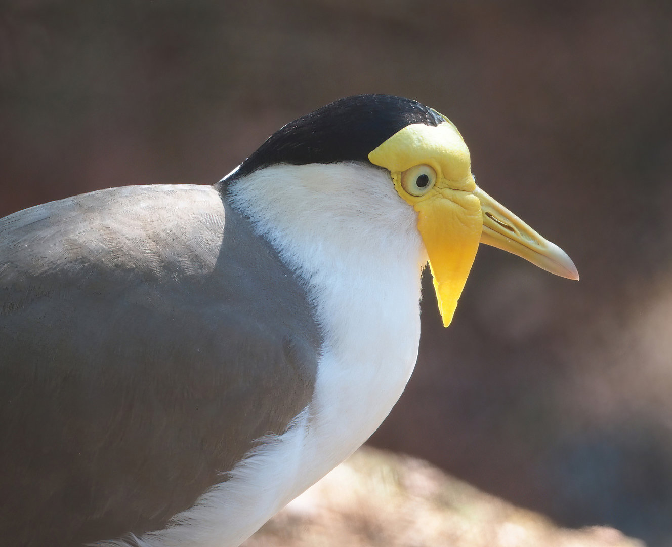 Masked lapwing (Vanellus miles), 2022-06-15