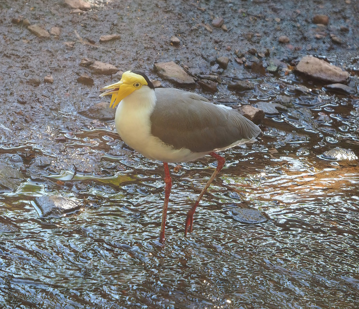 Masked lapwing (Vanellus miles), 2022-08-07