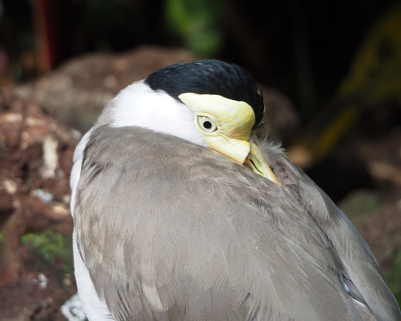 Masked lapwing (Vanellus miles), 2022-08-28