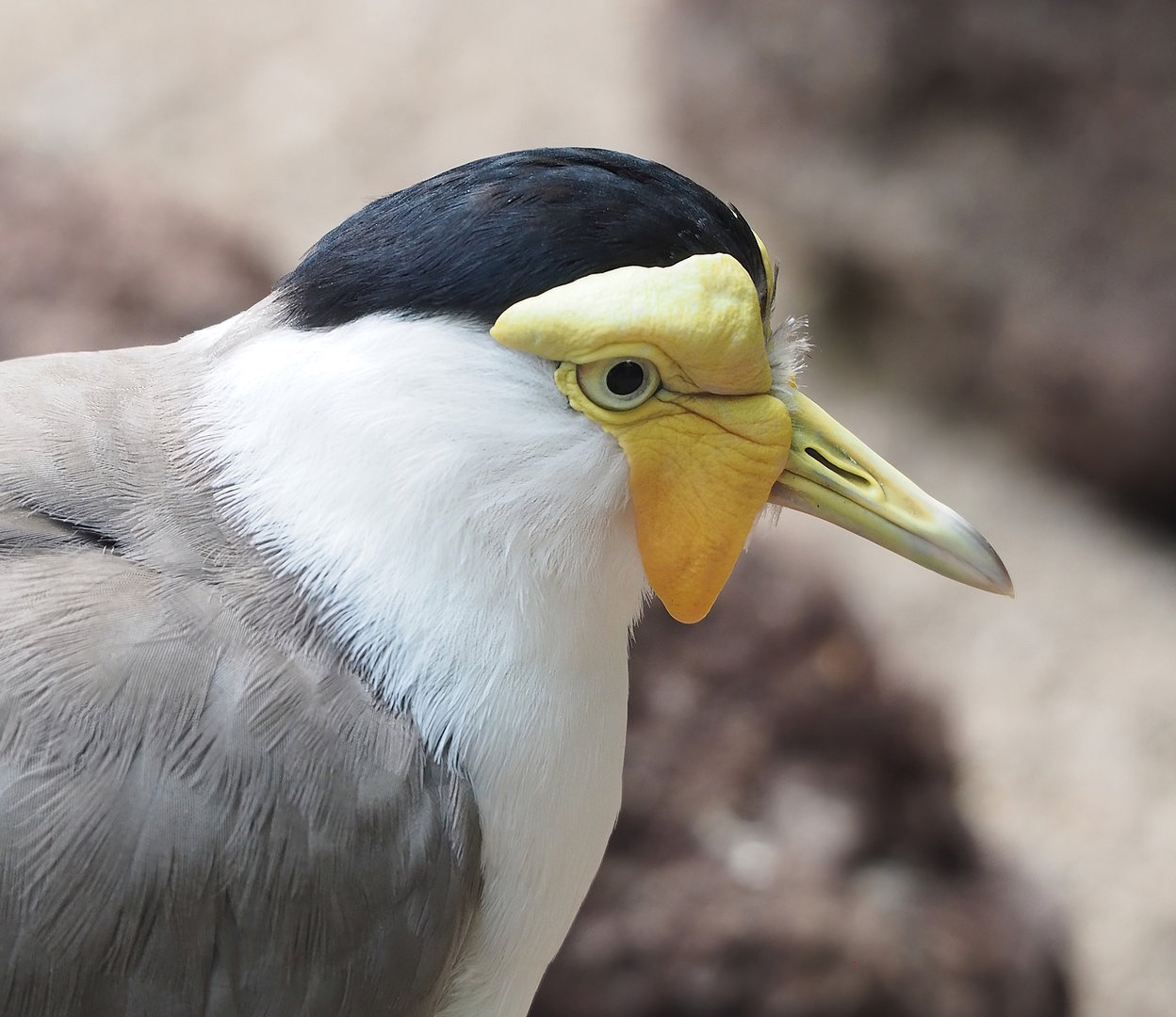 Masked lapwing (Vanellus miles), 2022-08-28