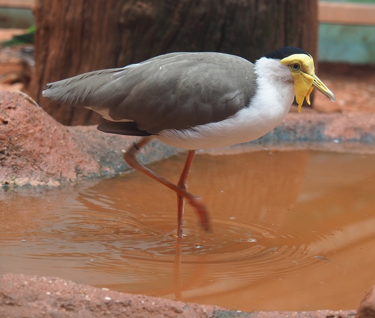 Masked lapwing (Vanellus miles), 2022-08-28