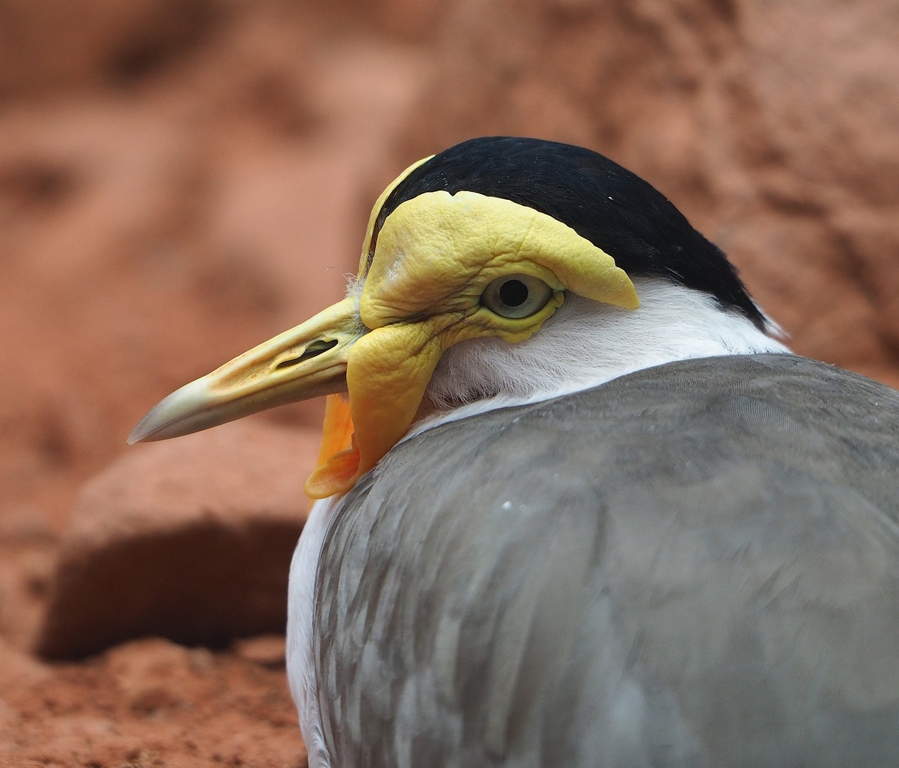 Masked lapwing (Vanellus miles), 2022-08-28
