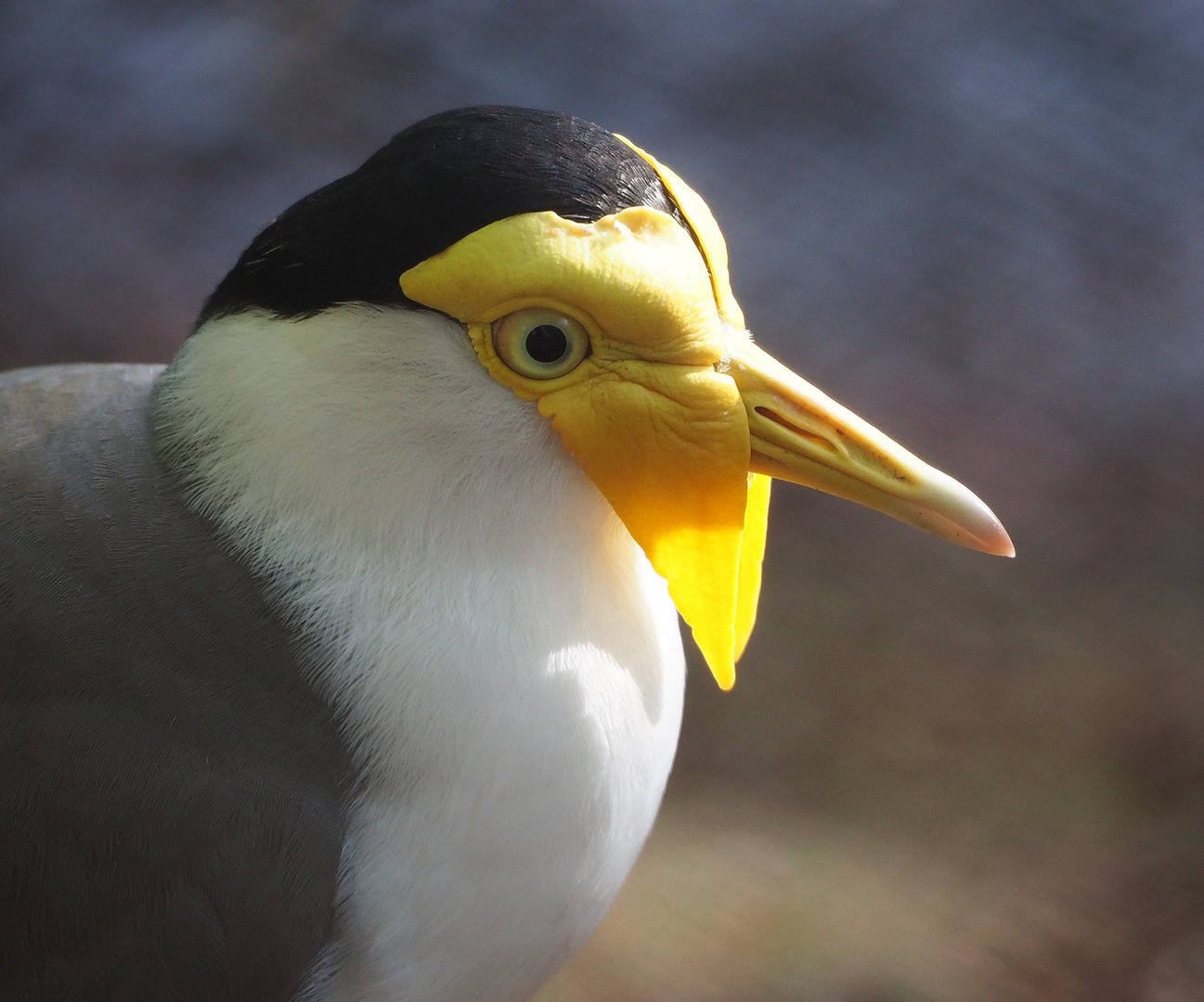 Masked lapwing (Vanellus miles), 2022-09-12