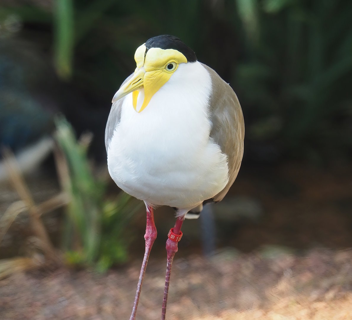 Masked lapwing (Vanellus miles), 2022-10-19