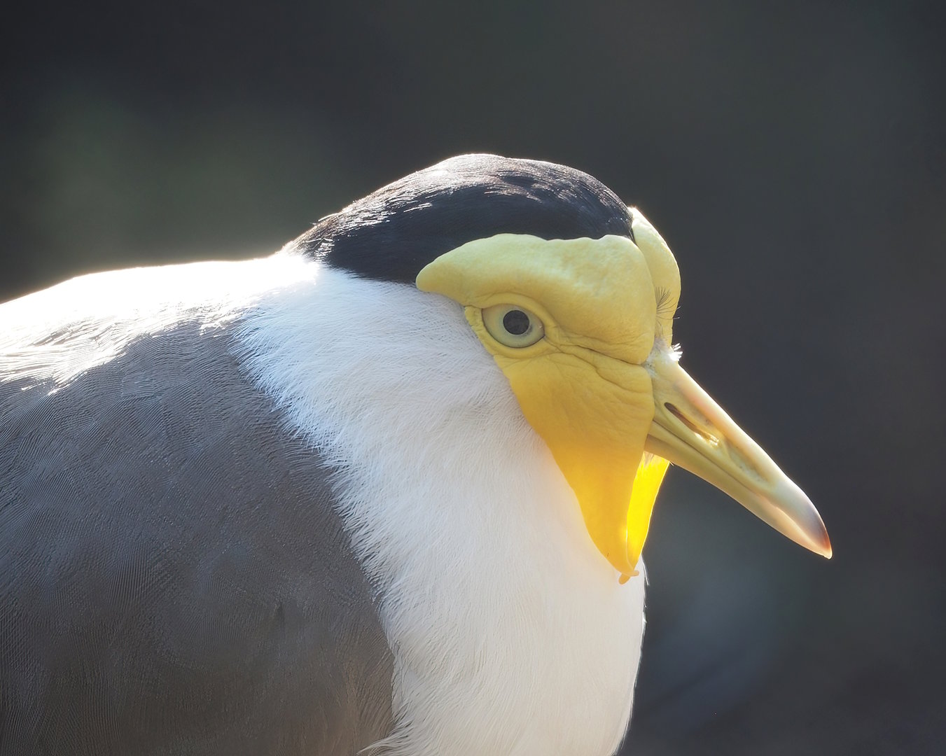 Masked lapwing (Vanellus miles), 2022-10-19