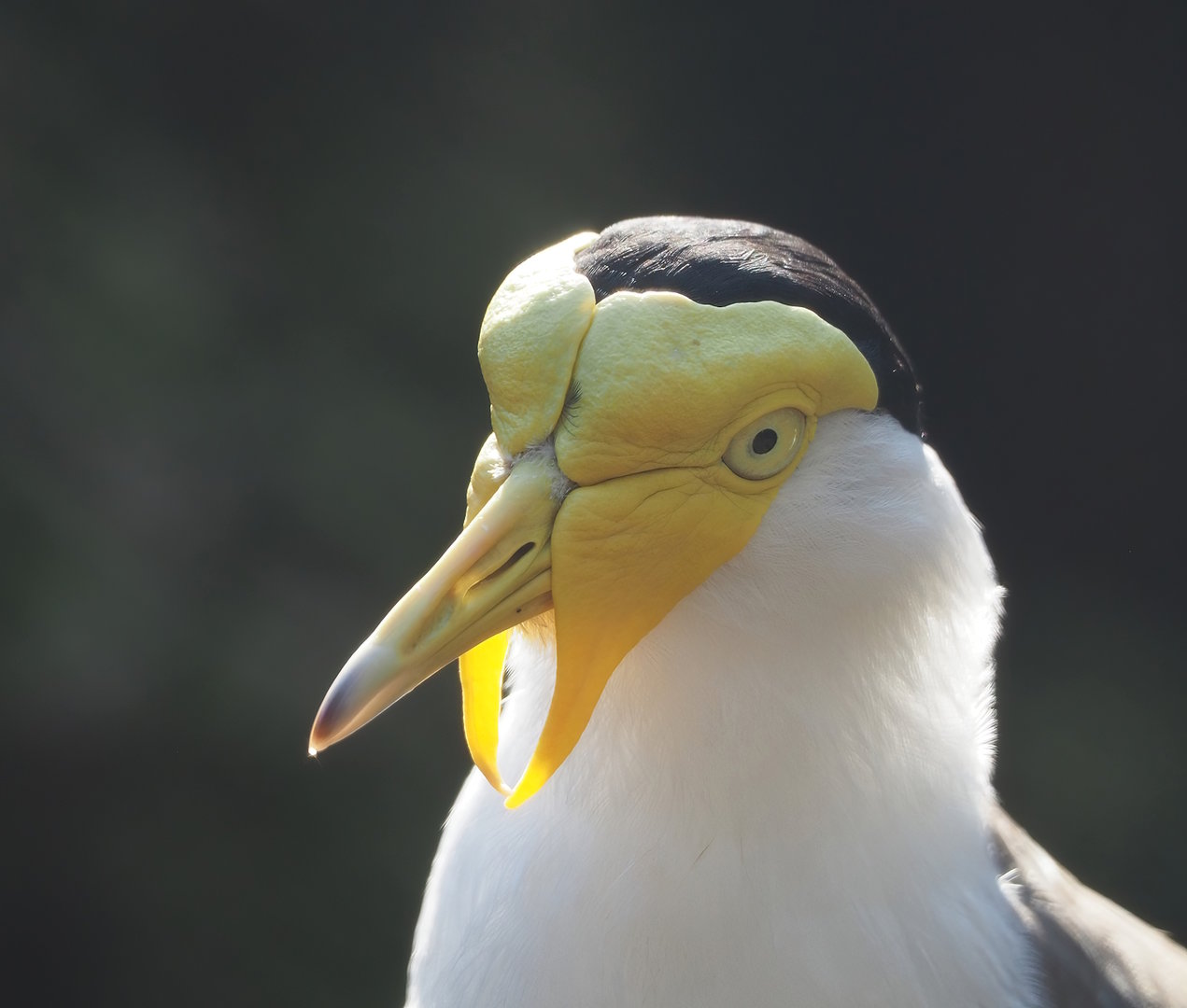 Masked lapwing (Vanellus miles), 2022-10-19