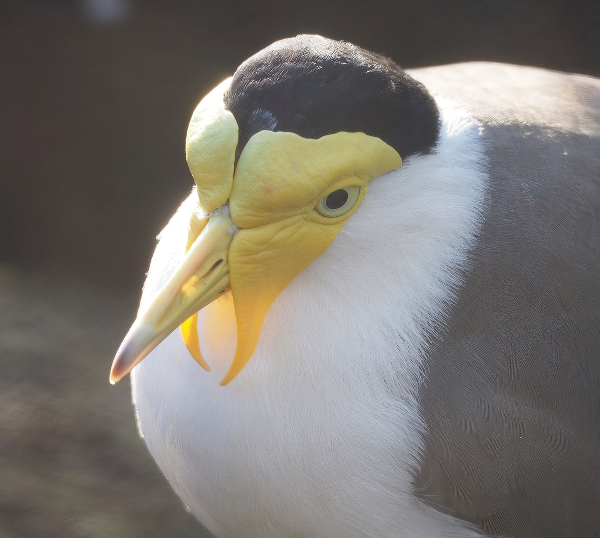 Masked lapwing (Vanellus miles), 2022-11-12