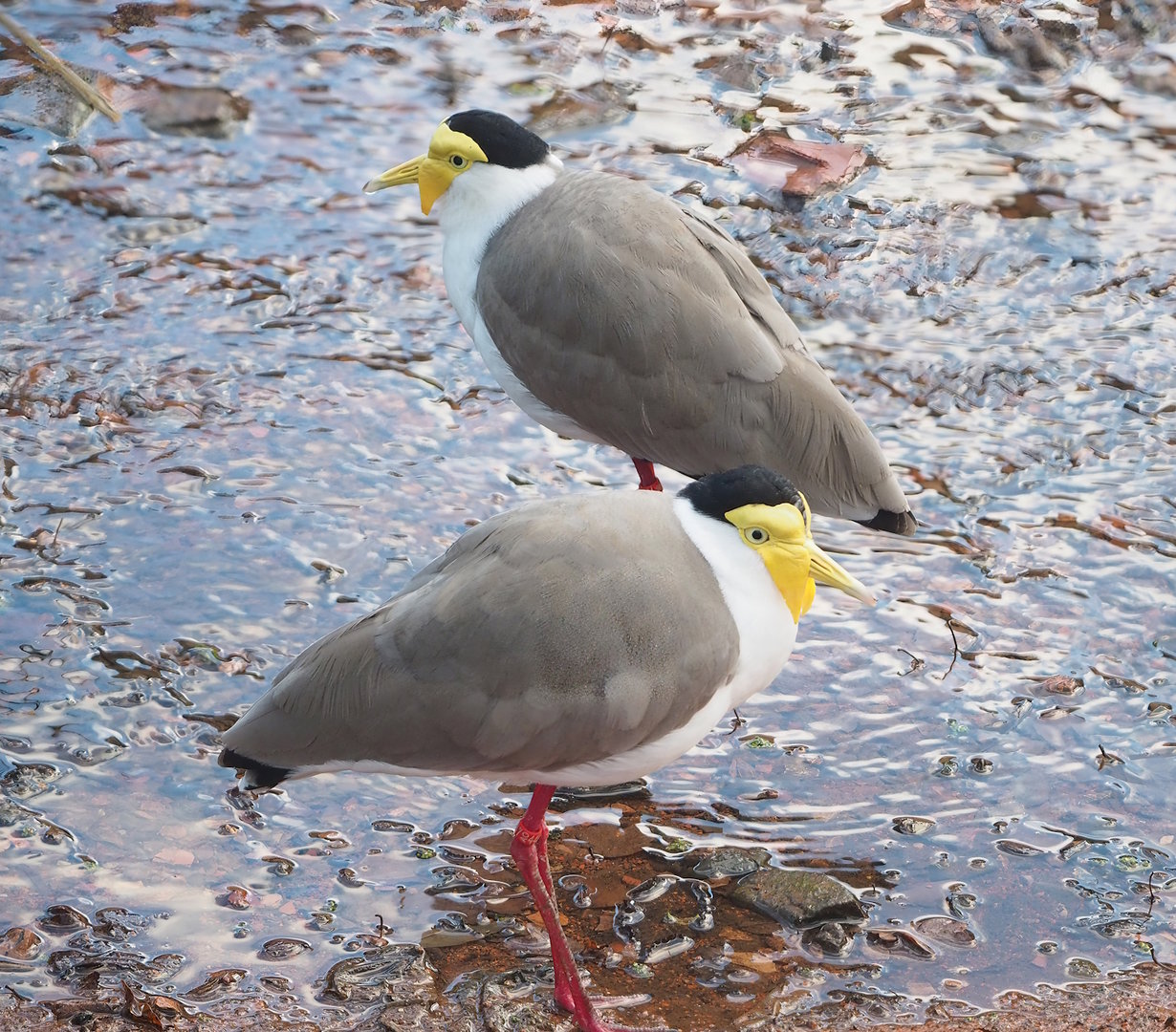 Masked lapwing (Vanellus miles), 2022-12-27