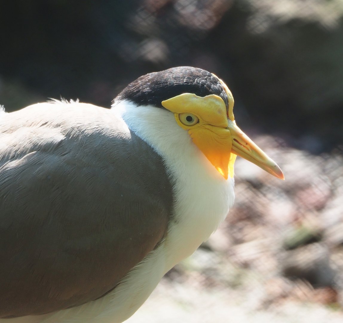 Masked lapwing (Vanellus miles), 2023-05-13
