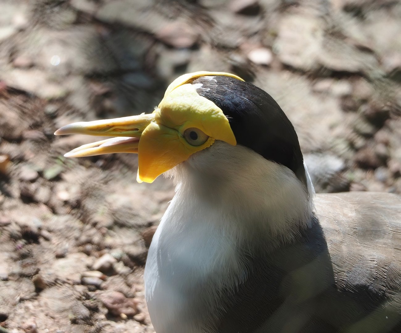Masked lapwing (Vanellus miles), 2023-06-04