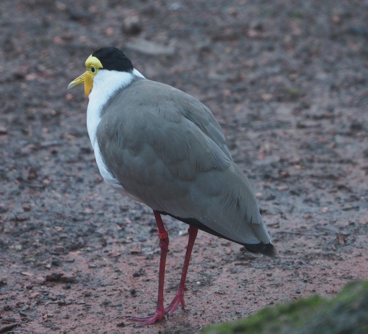 Masked lapwing (Vanellus miles), 2024-01-01