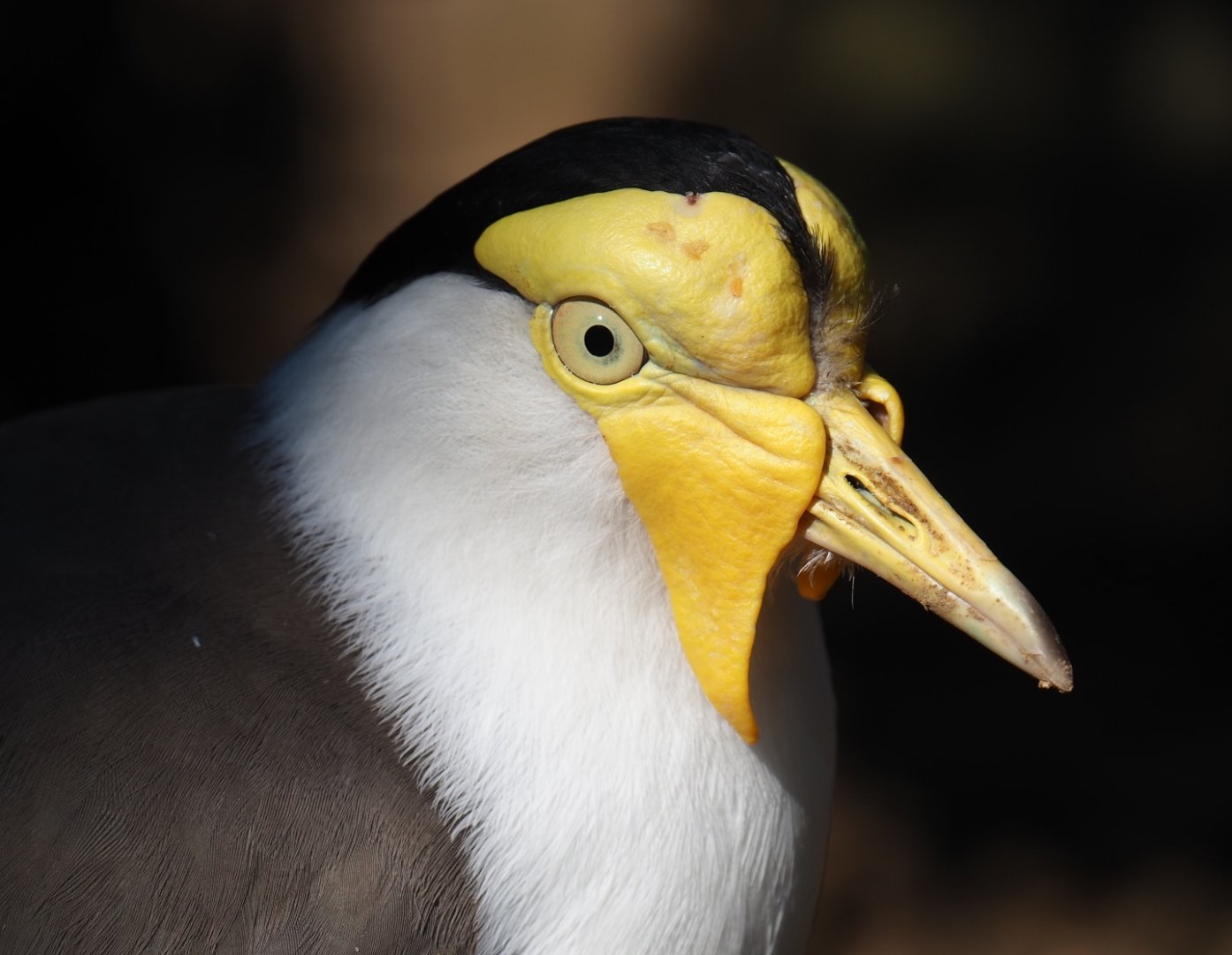 Masked lapwing (Vanellus miles miles), 2019-03-30