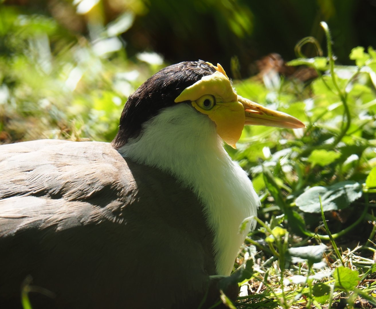 Masked lapwing (Vanellus miles miles), 2019-05-31