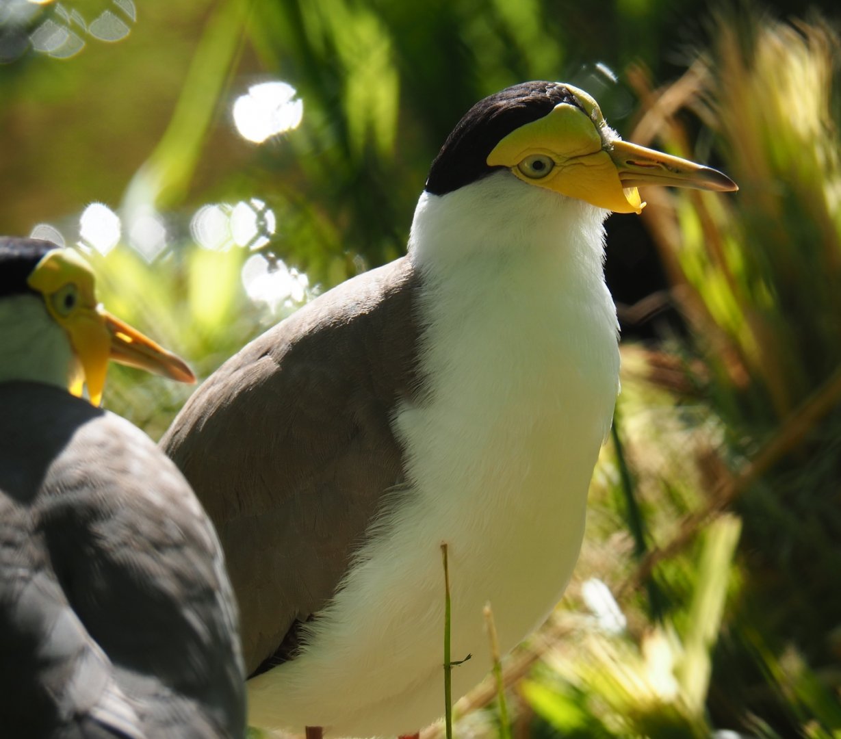 Masked lapwing (Vanellus miles miles), 2019-05-31