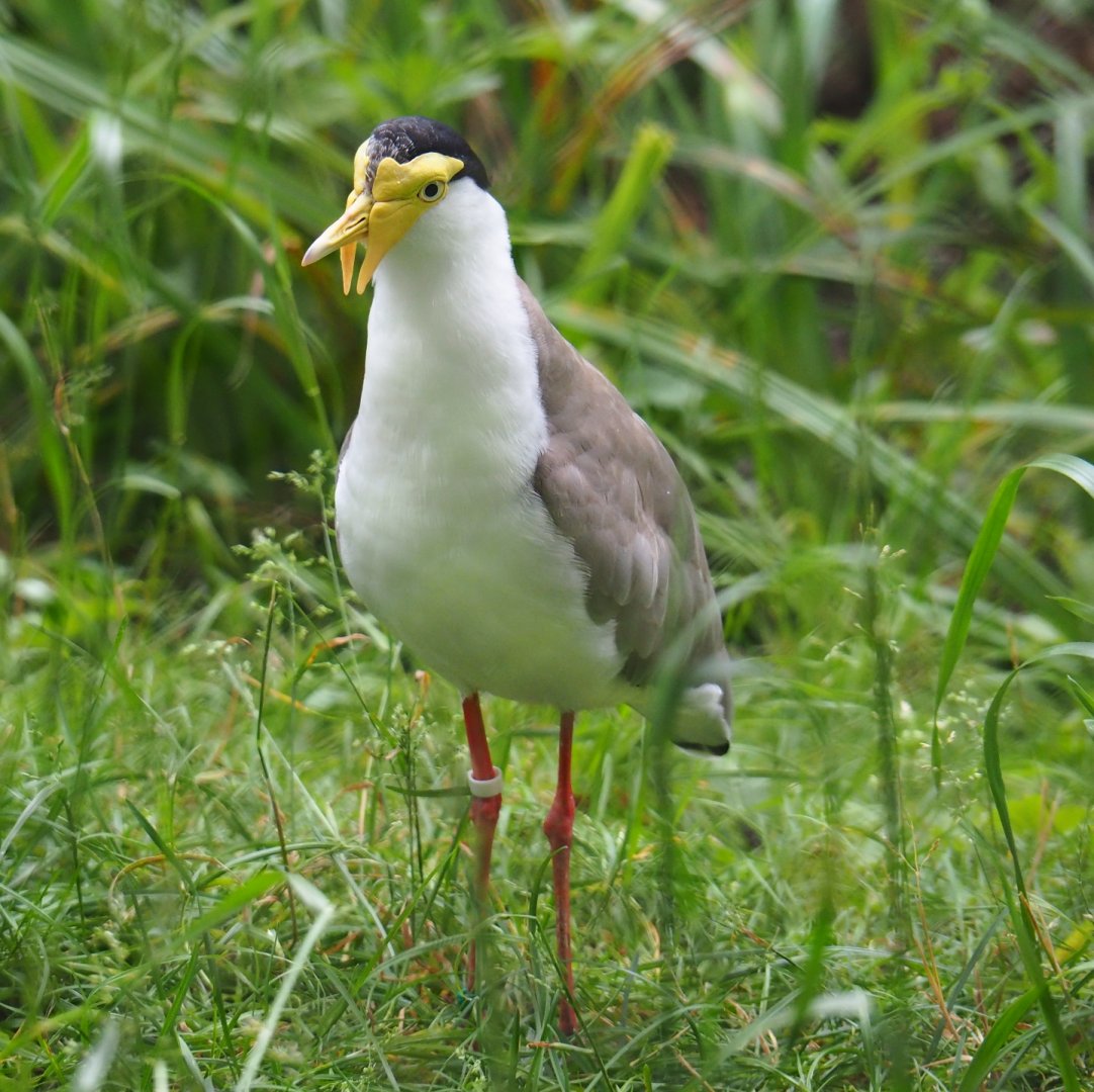 Masked lapwing (Vanellus miles miles), 2019-06-26