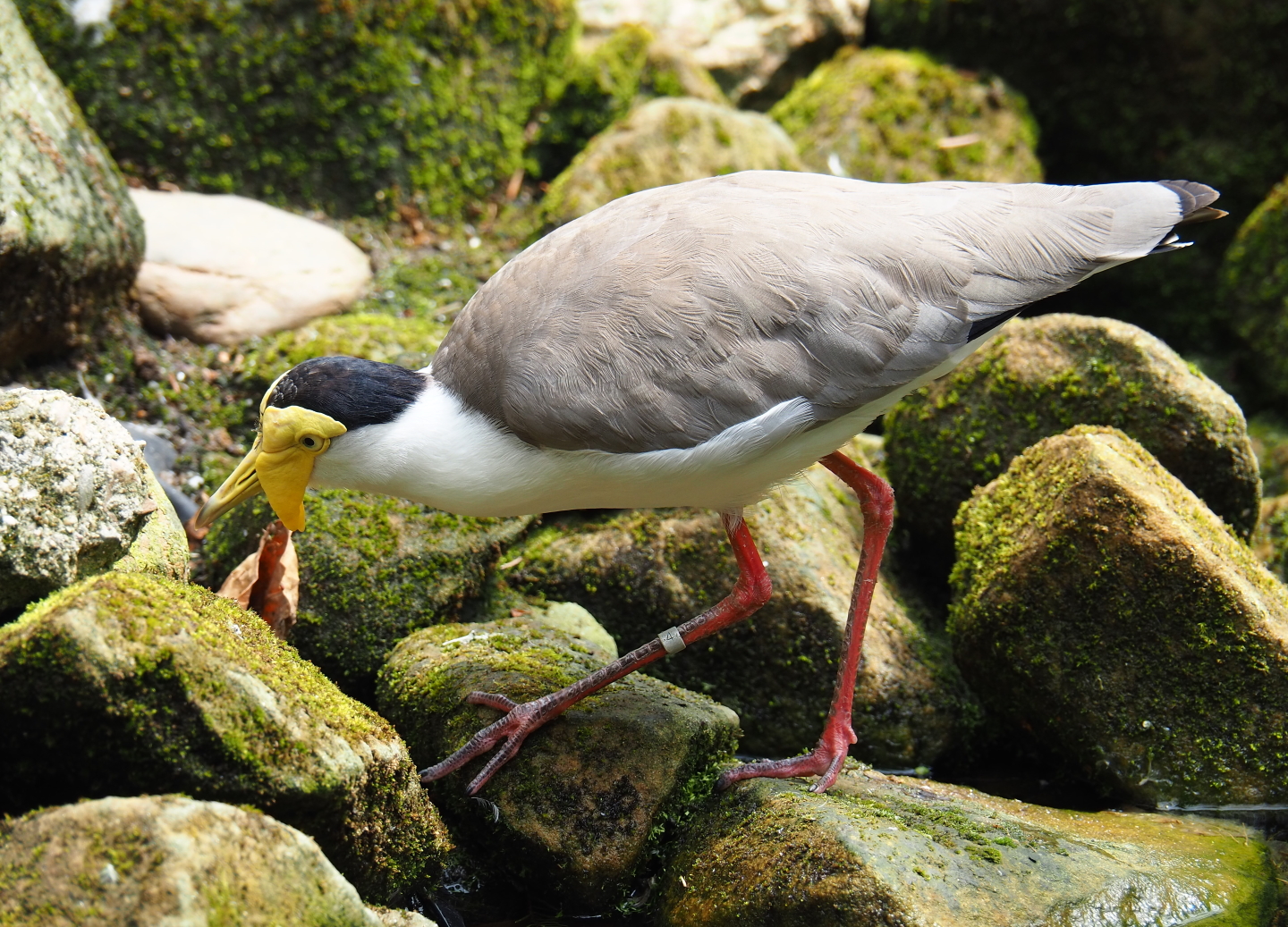 Masked lapwing (Vanellus miles miles), 2019-07-21