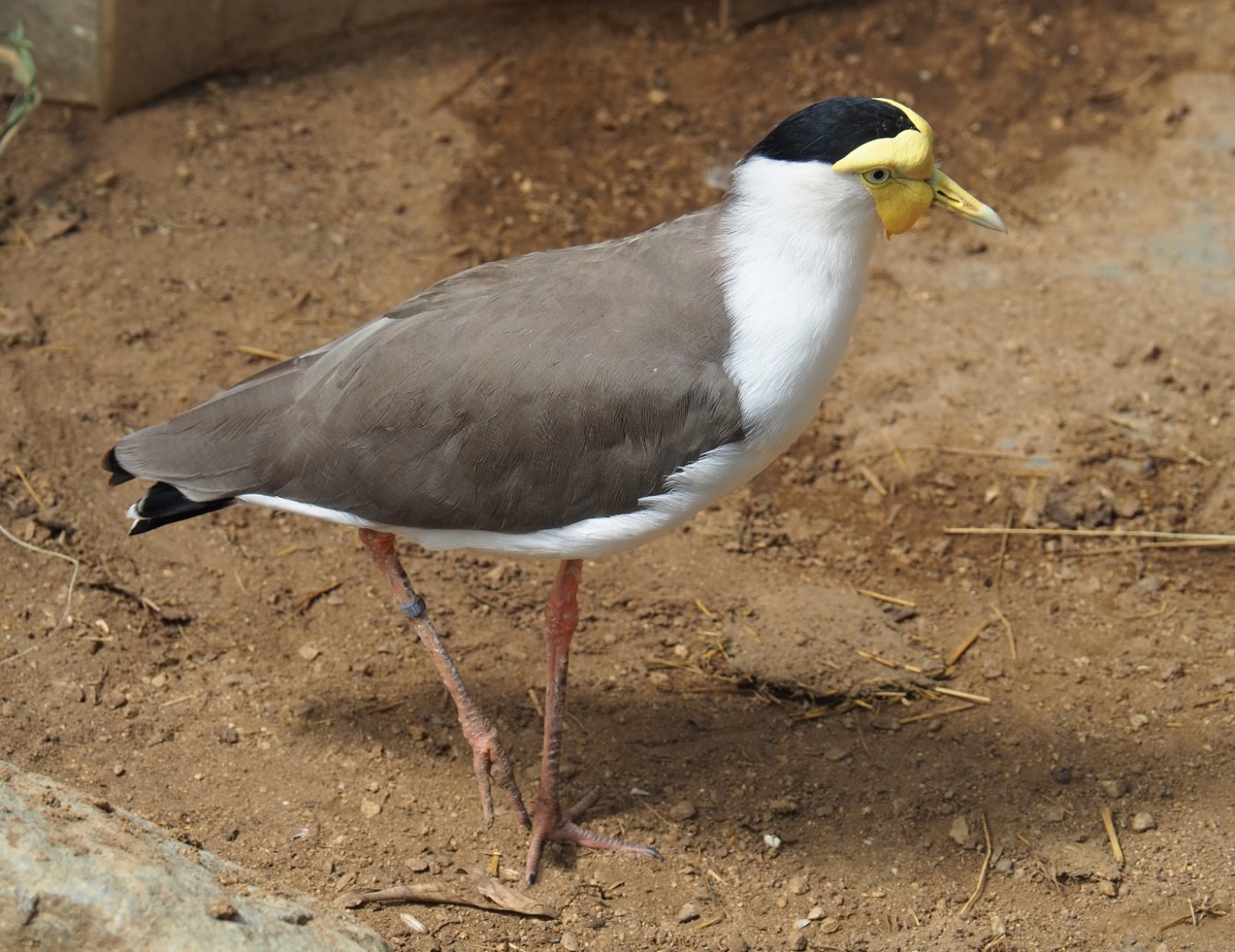 Masked lapwing (Vanellus miles miles), 2019-08-04