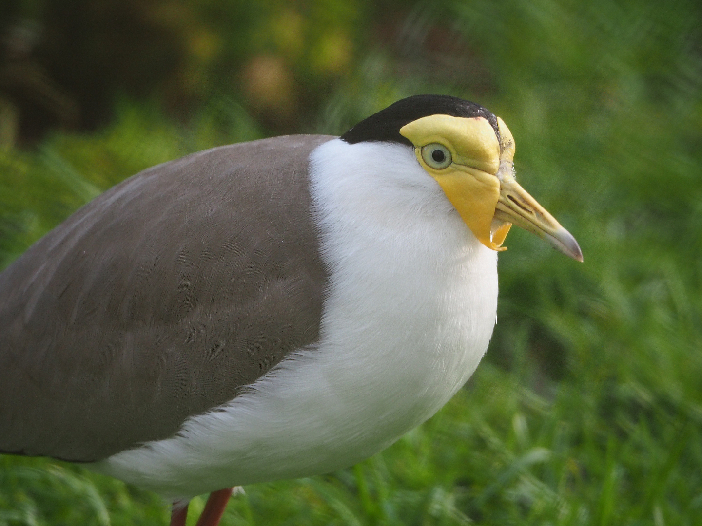 Masked lapwing (Vanellus miles miles), 2020-01-11