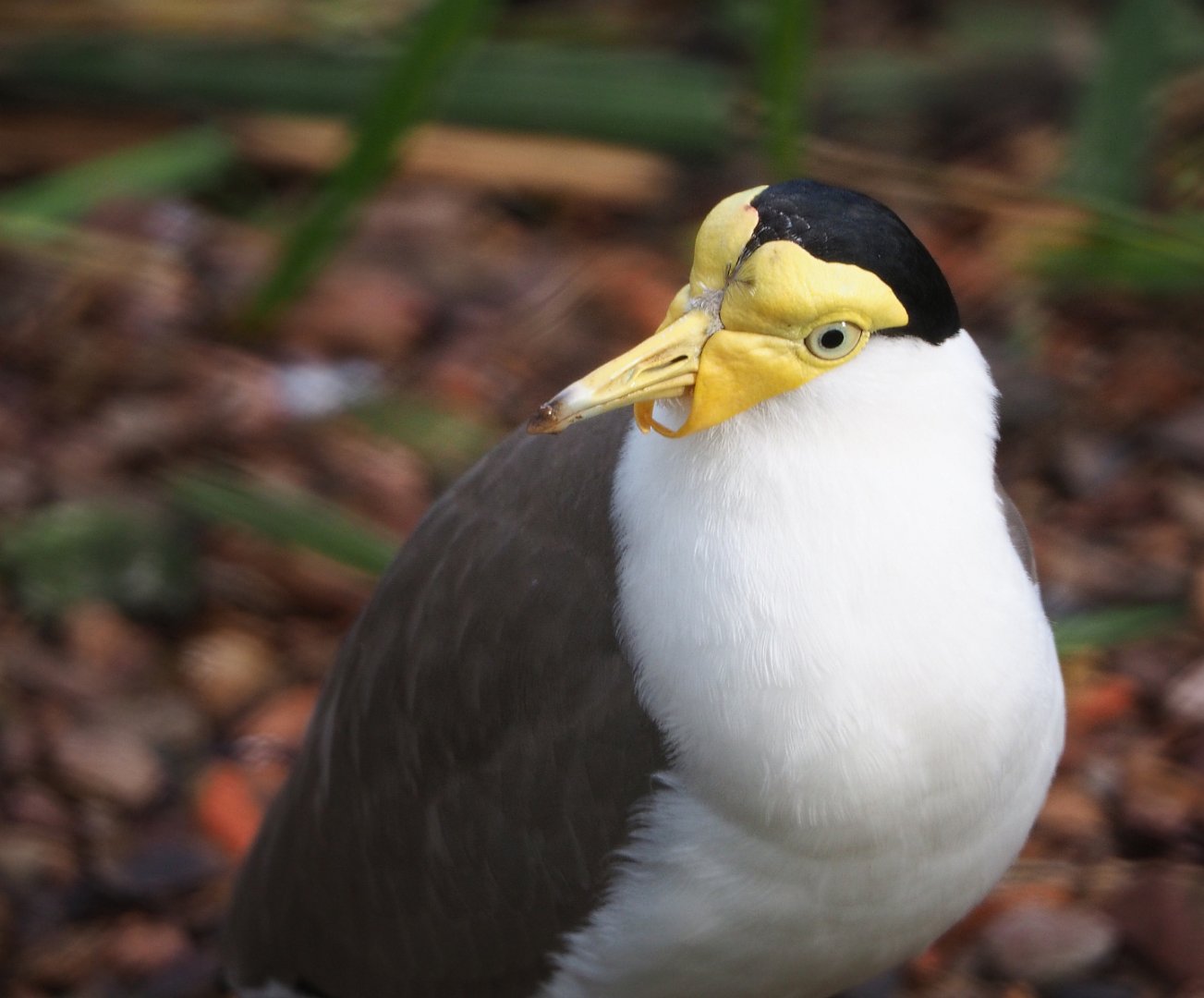 Masked lapwing (Vanellus miles miles), 2020-01-11