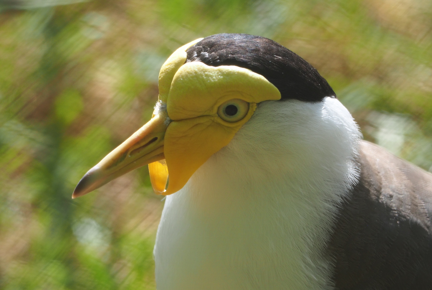 Masked lapwing (Vanellus miles miles), 2020-06-12