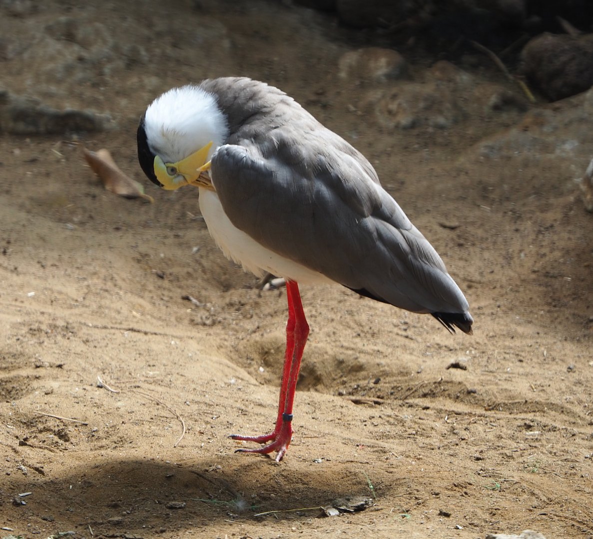 Masked lapwing (Vanellus miles miles), 2020-06-20