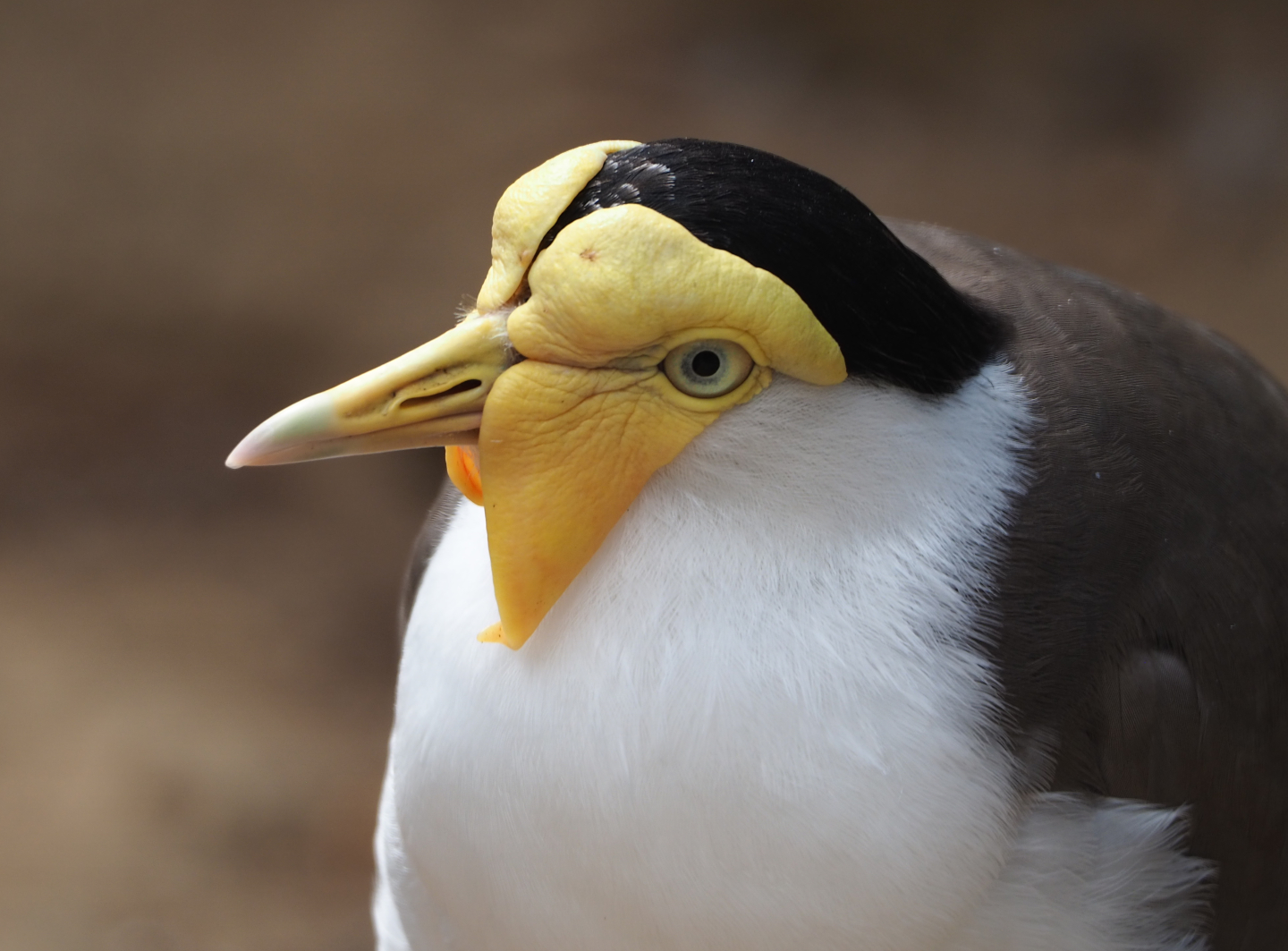 Masked lapwing (Vanellus miles miles), 2020-06-20