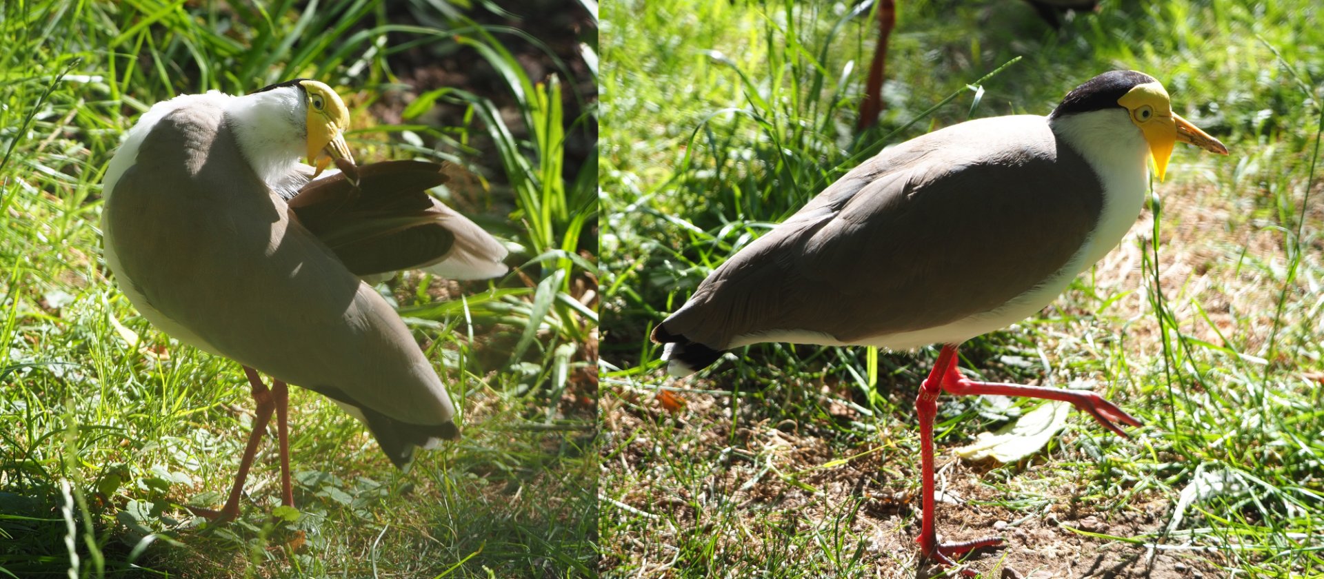 Masked lapwing (Vanellus miles miles), 2020-07-21