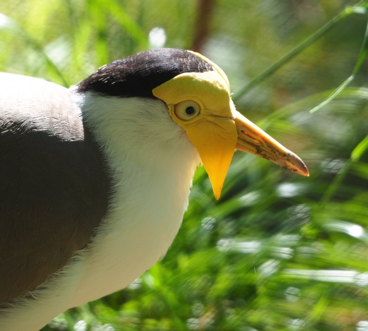 Masked lapwing (Vanellus miles miles), 2020-07-21