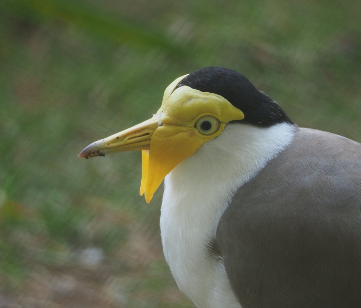 Masked lapwing (Vanellus miles miles), 2020-09-16