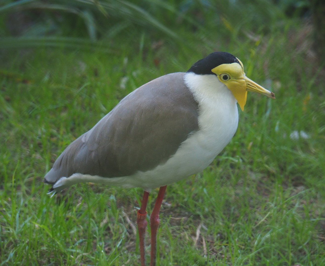 Masked lapwing (Vanellus miles miles), 2020-10-10