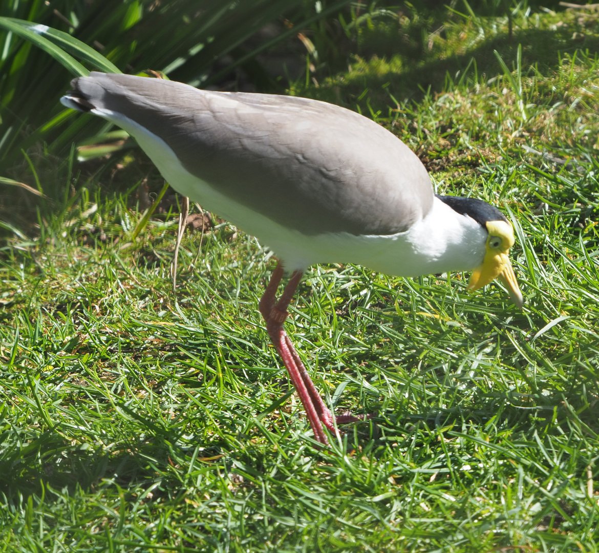 Masked lapwing (Vanellus miles miles), 2021-02-23