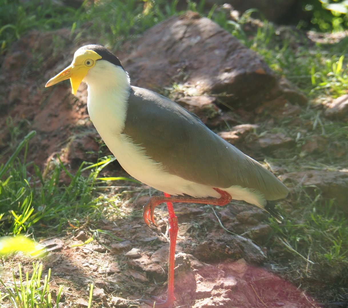 Masked lapwing (Vanellus miles miles), 2021-06-01
