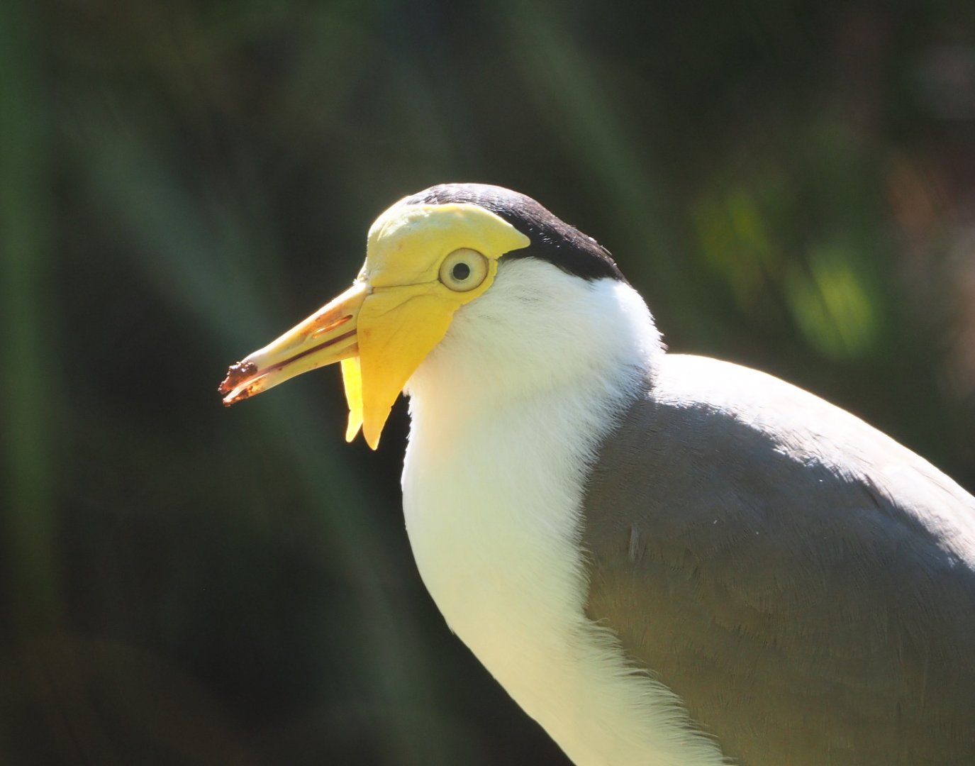 Masked lapwing (Vanellus miles miles), 2021-06-01