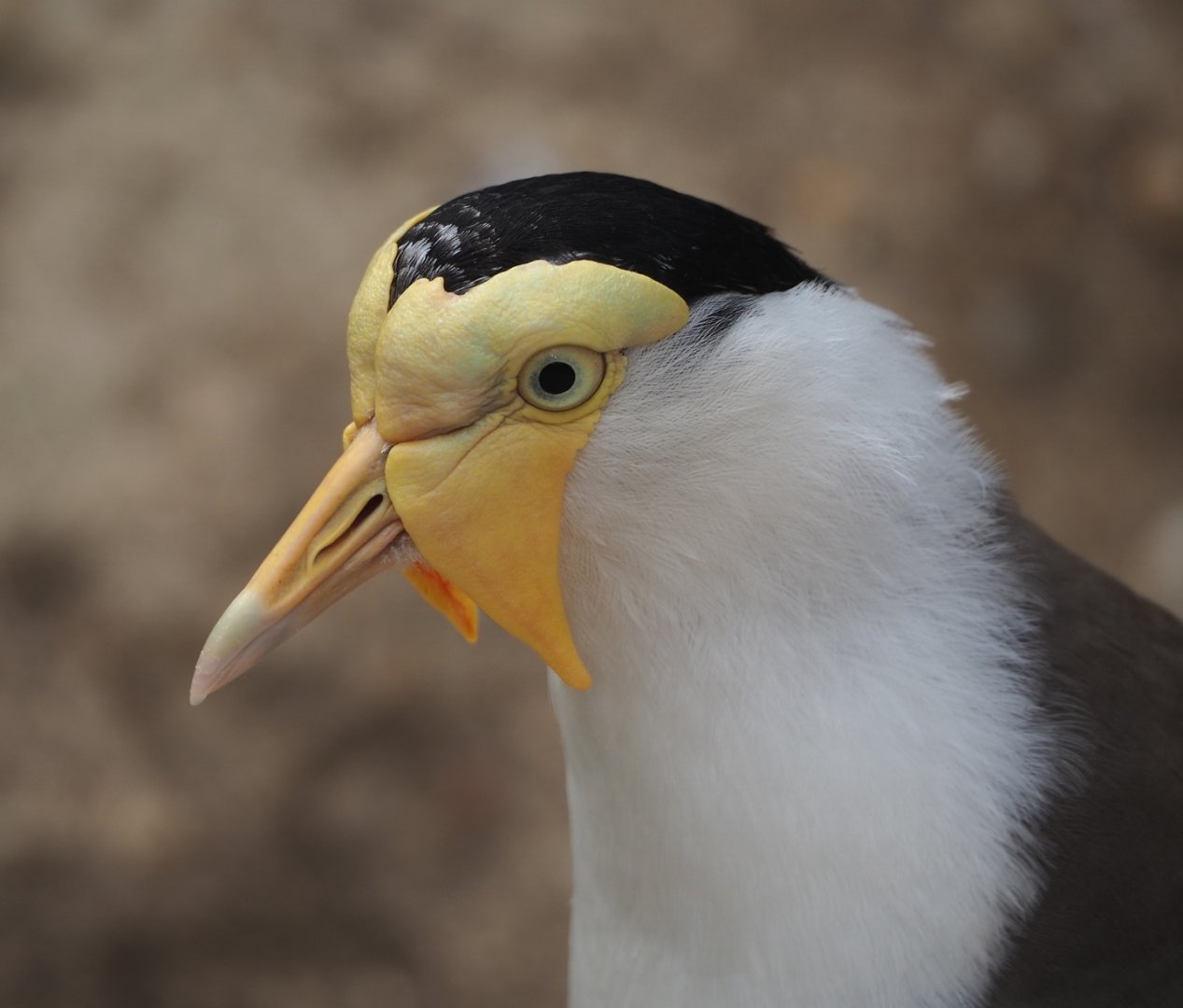 Masked lapwing (Vanellus miles miles), 2021-06-15