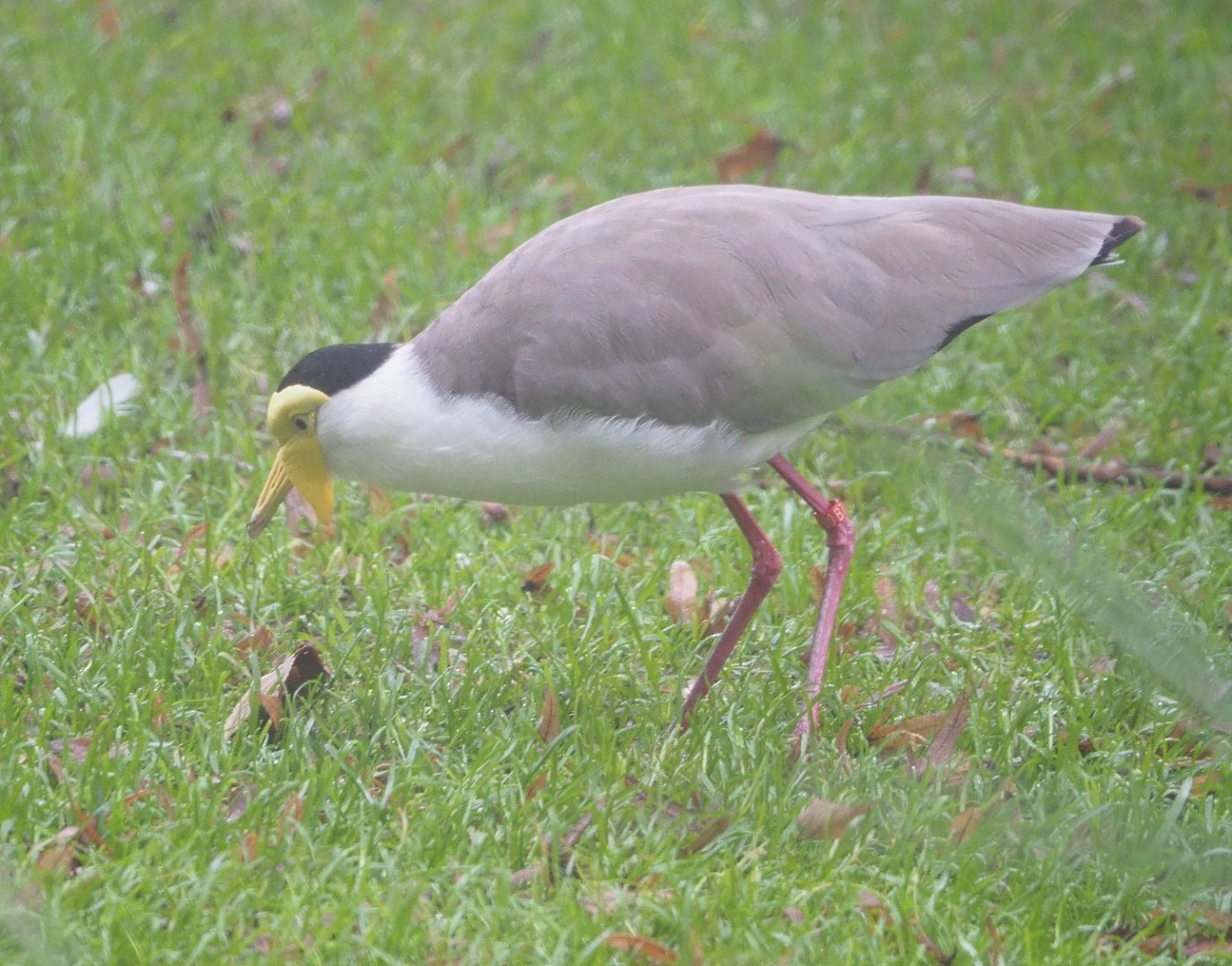 Masked lapwing (Vanellus miles miles), 2021-10-10