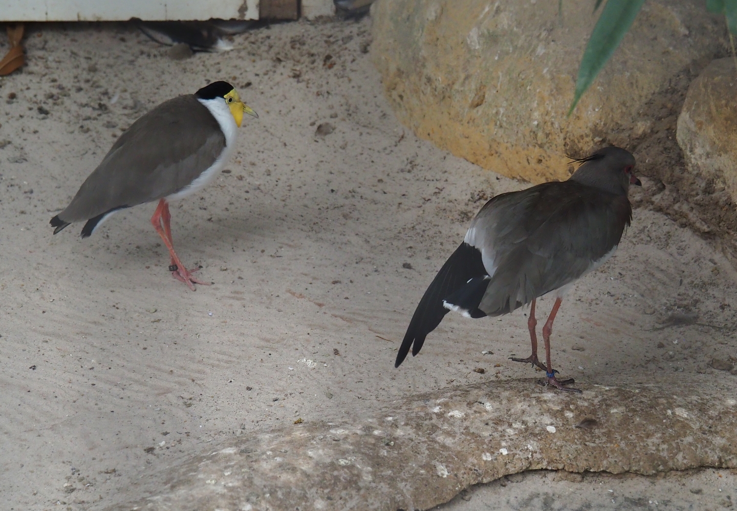 Masked lapwing (Vanellus miles miles) and Southern lapwing (Vanellus chilensis), Aug 28th, 2018