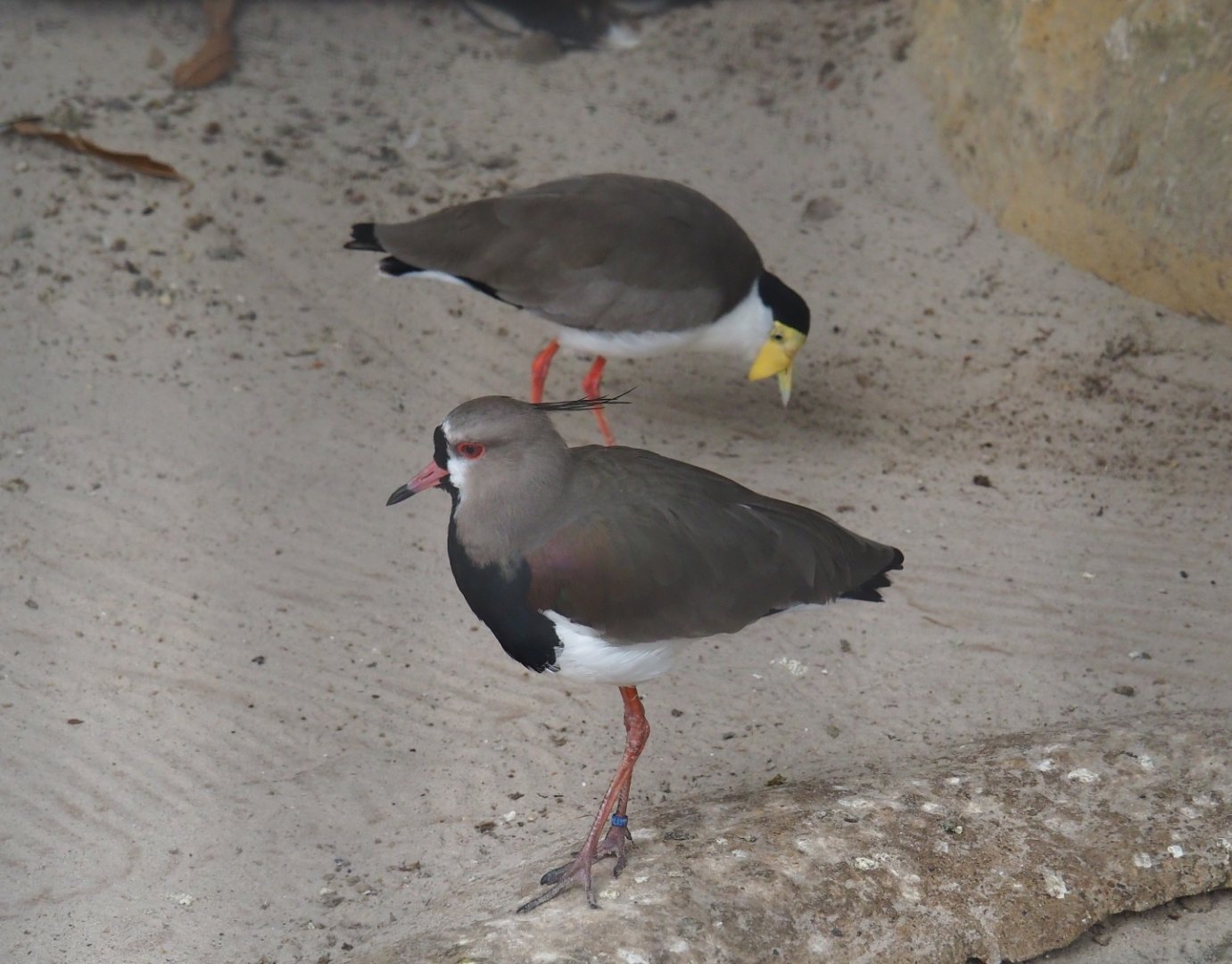 Masked lapwing (Vanellus miles miles) and Southern lapwing (Vanellus chilensis), Aug 28th, 2018