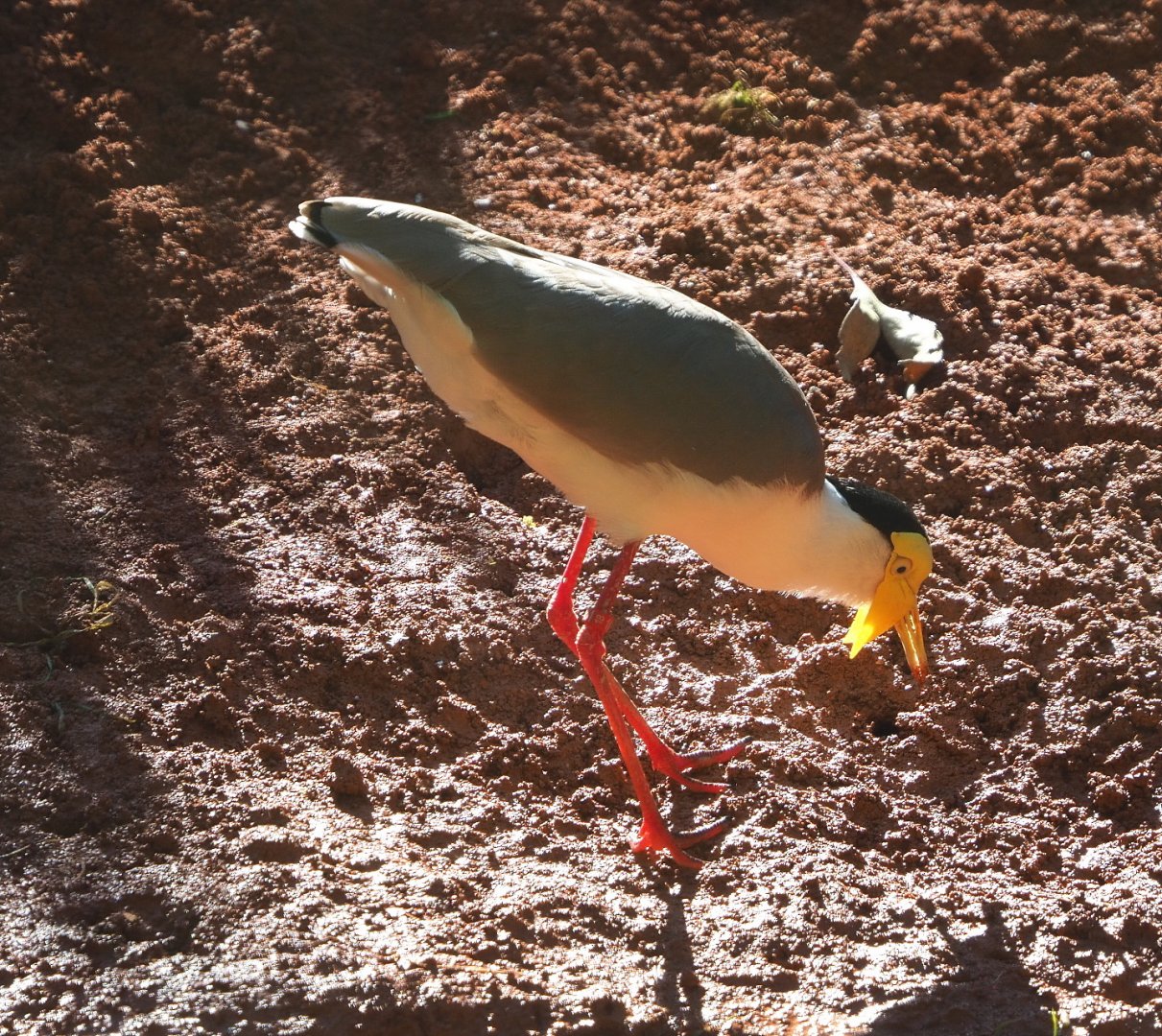 Masked lapwing (Vanellus miles miles) foraging in creek bed newly redone with red gravel, 2021-06-01