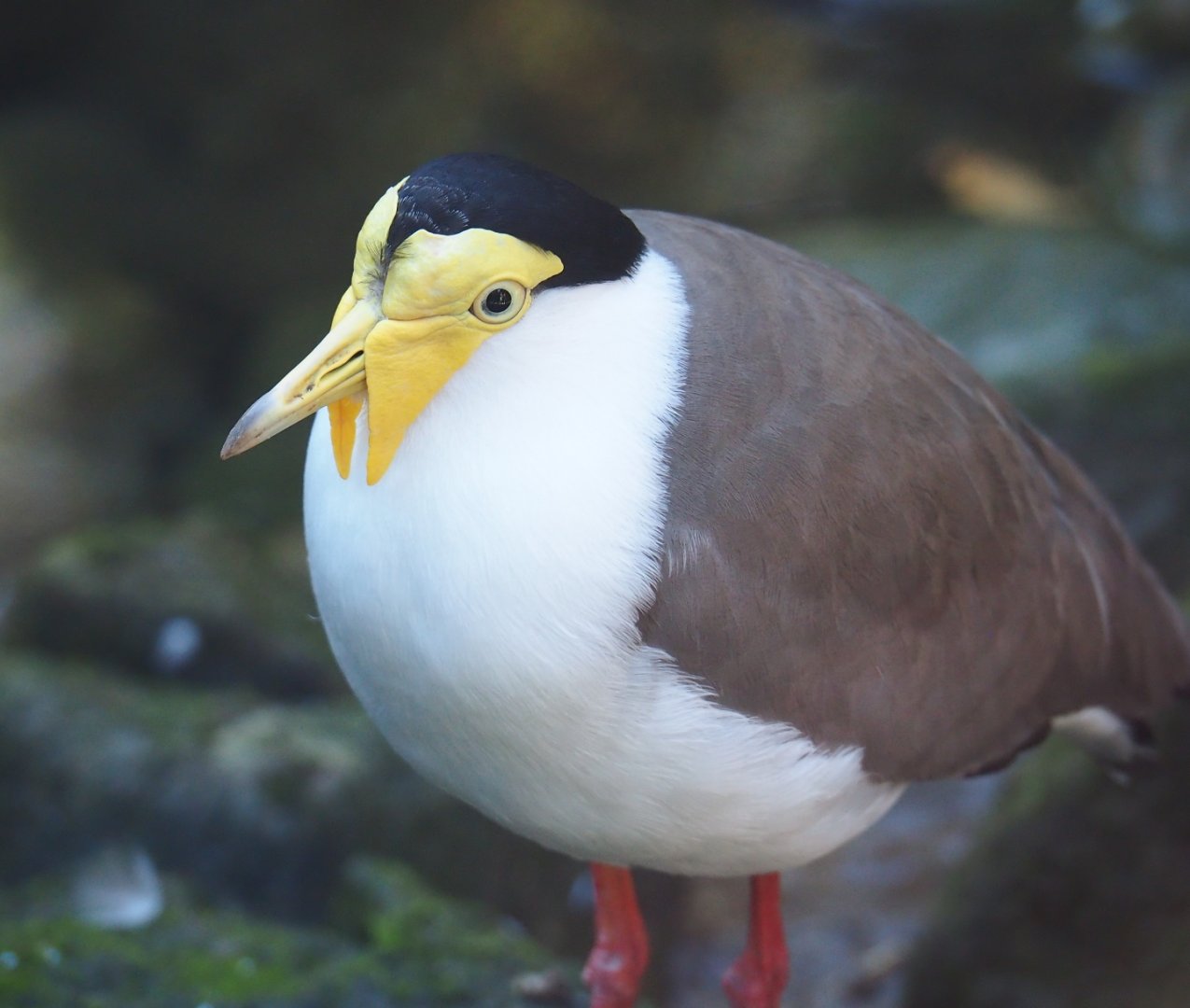 Masked lapwing (Vanellus miles miles), Oct 13th, 2018